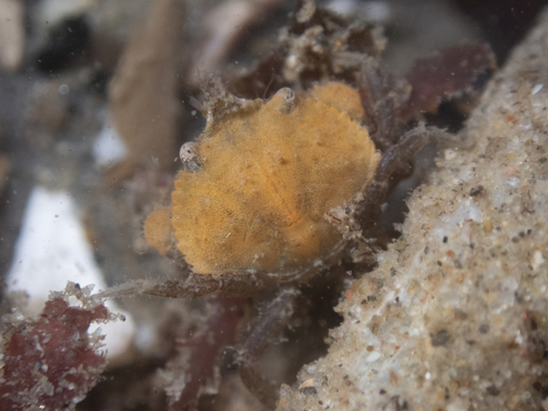 yellow crab