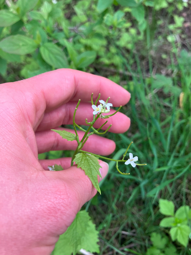 garlic mustard