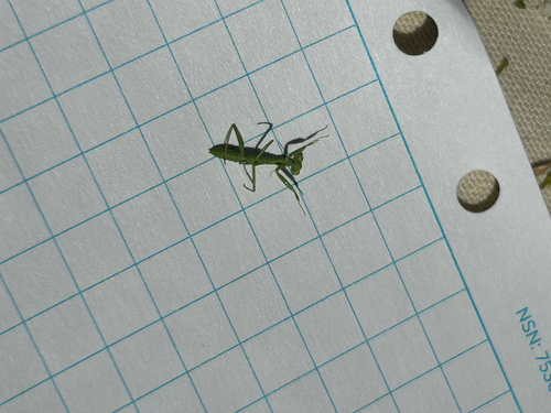 iNaturalist observation photo of Arizona Mantis