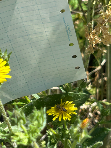 iNaturalist observation photo of Western Honey Bee