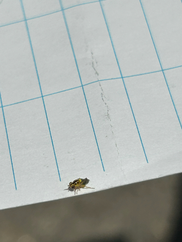 iNaturalist observation photo of Thaumatomyia glabra