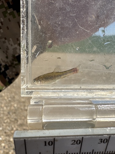 Fathead Minnow