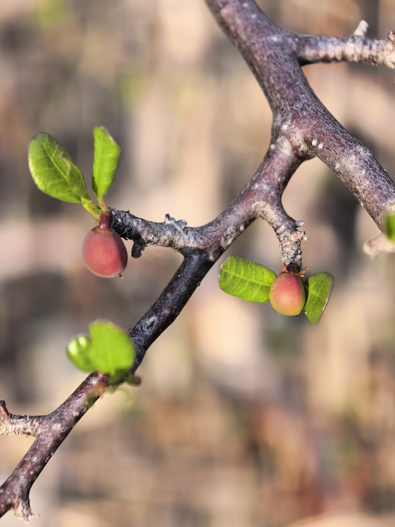 Imagem de Bursera schlechtendalii