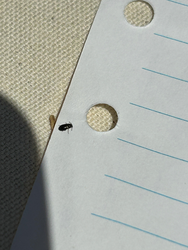 iNaturalist observation photo of Water, Rove, Scarab, Long-horned, Leaf, and Snout Beetles