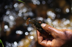 Astacoides granulimanus