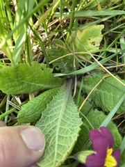 Primula vulgaris