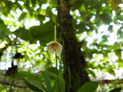 Masdevallia guttulata