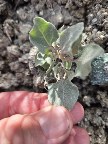 Silverscale saltbush (Atriplex argentea)