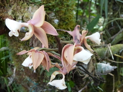 Mormodes vernixioidea