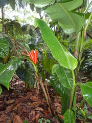 Musa coccinea
