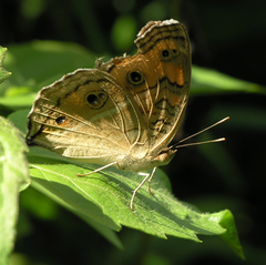 Junonia almana almana