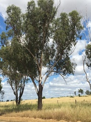 Eucalyptus cambageana