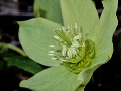 Helleborastrum