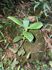 Clusia criuva