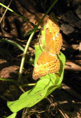 Cirrochroa tyche mithila