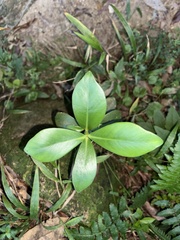 Clusia criuva, photograph (c) LPB, some rights reserved (CC BY)