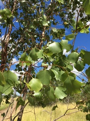 Eucalyptus populnea