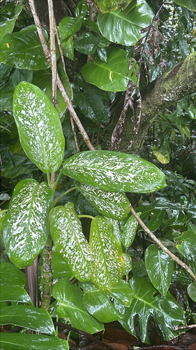 Dieffenbachia observed 2026-05-20