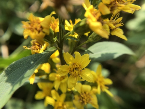 Solidago decurrens (Solidago decurrens)