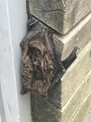 Eptesicus serotinus