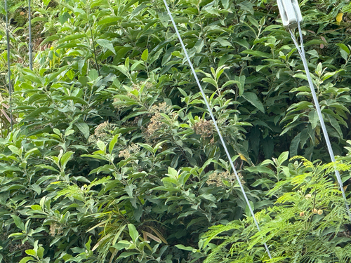 Pluchea carolinensis observed 2026-05-19