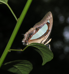 Polyura athamas athamas