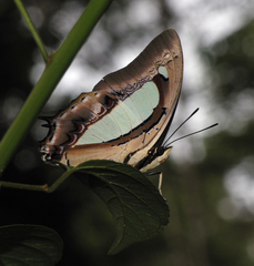 Polyura athamas athamas