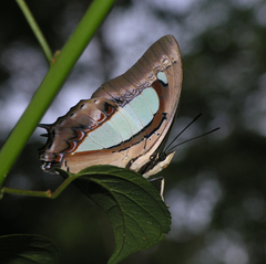 Polyura athamas athamas