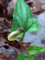 Viola hastata