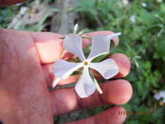 Phlox divaricata