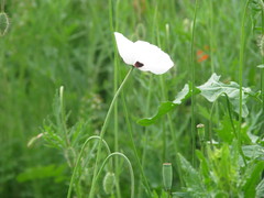 Papaver albiflorum