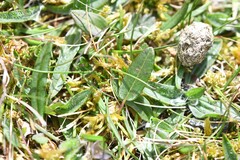 Kian Hayles-Cotton, CC0, iNaturalist via GBIF Bistorta vivipara, photograph Kian Hayles-Cotton, CC0, iNaturalist via GBIF