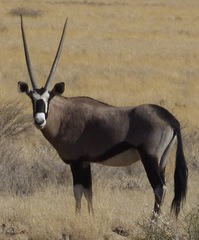 Oryx gazella