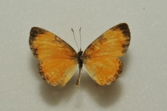 Tegosa anieta
