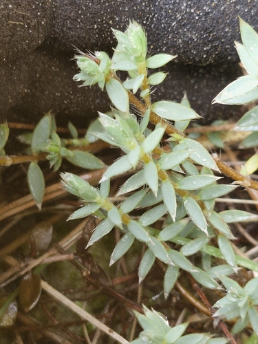 Pimelea lyallii observed 2026-05-11