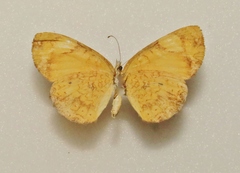 Tegosa anieta