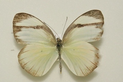 Itaballia demophile centralis