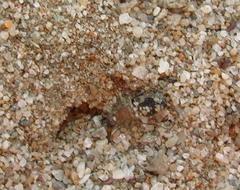Glossotilla