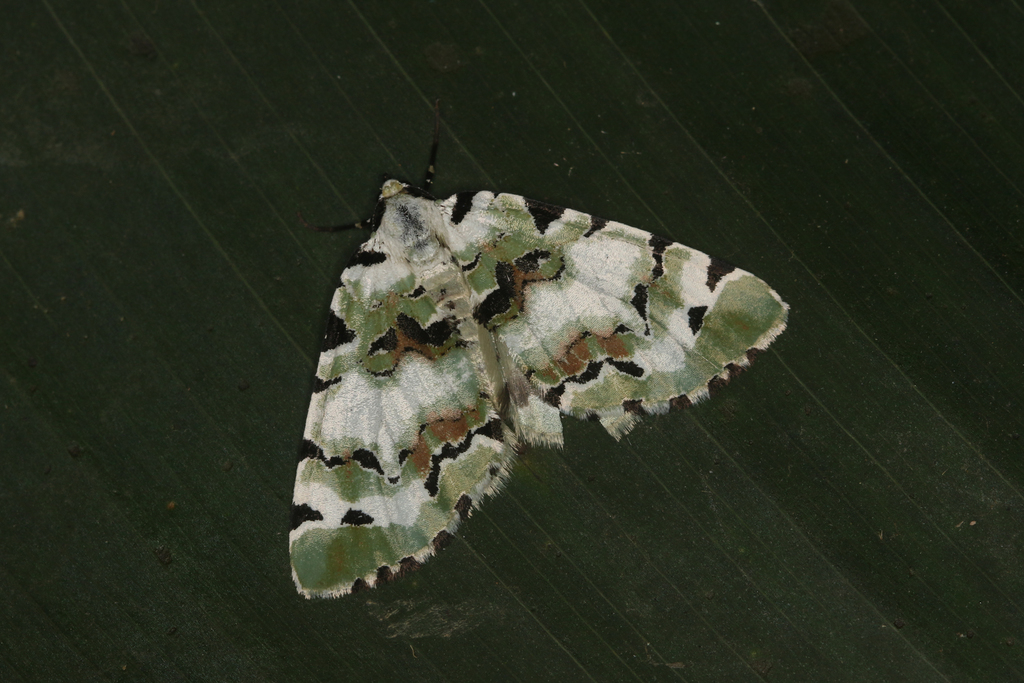 Ersephila prema