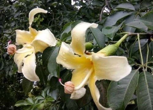 Ceiba chodatii