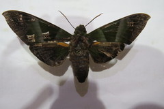 Oryba achemenides