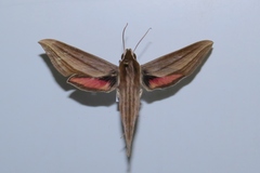 Xylophanes cthulhu