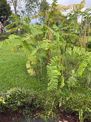 Heliconia chartacea