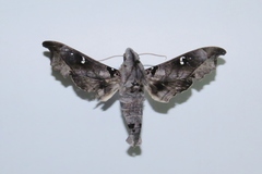 Madoryx oiclus