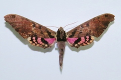Adhemarius fulvescens