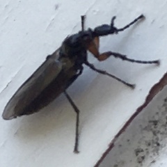 Dilophus febrilis