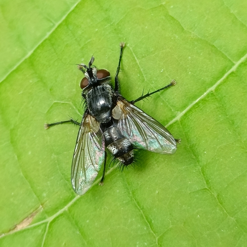 Eumea linearicornis