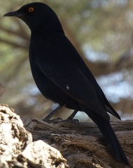 Onychognathus nabouroup