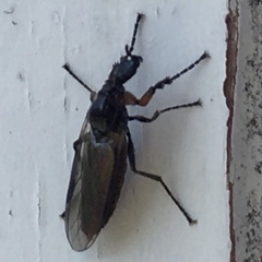 Dilophus febrilis