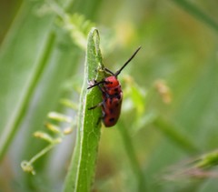 Tetraopes thermophilus